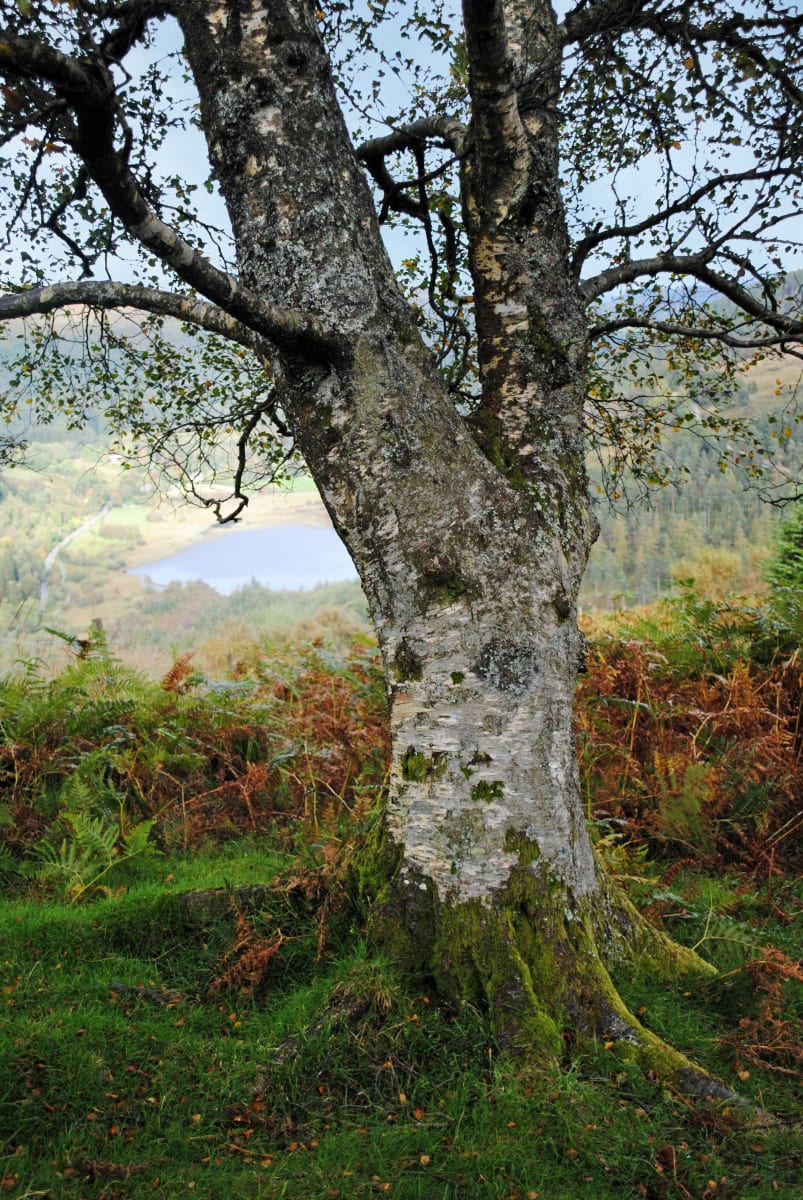 Fairy Tree by Mary O'Malley-Joyce, Image 1.