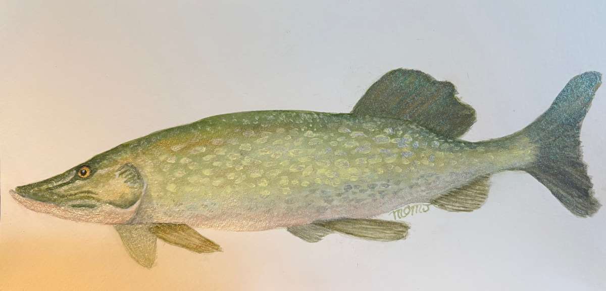 Pike/Pickrel in Lake Winn by Mary O'Malley-Joyce, Image 1.