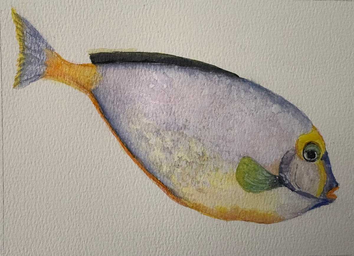 Orangespine Unicornfish by Mary O'Malley-Joyce, Image 1.