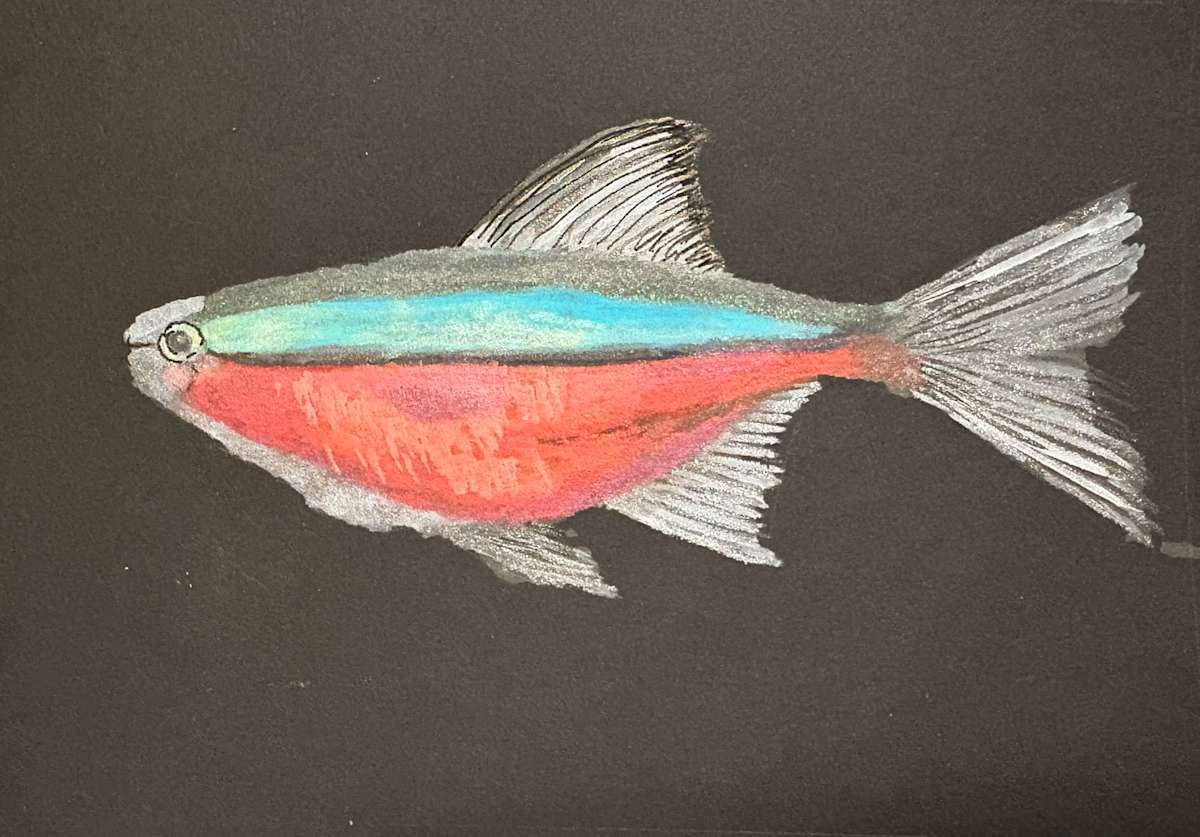 Neon Tetra by Mary O'Malley-Joyce 