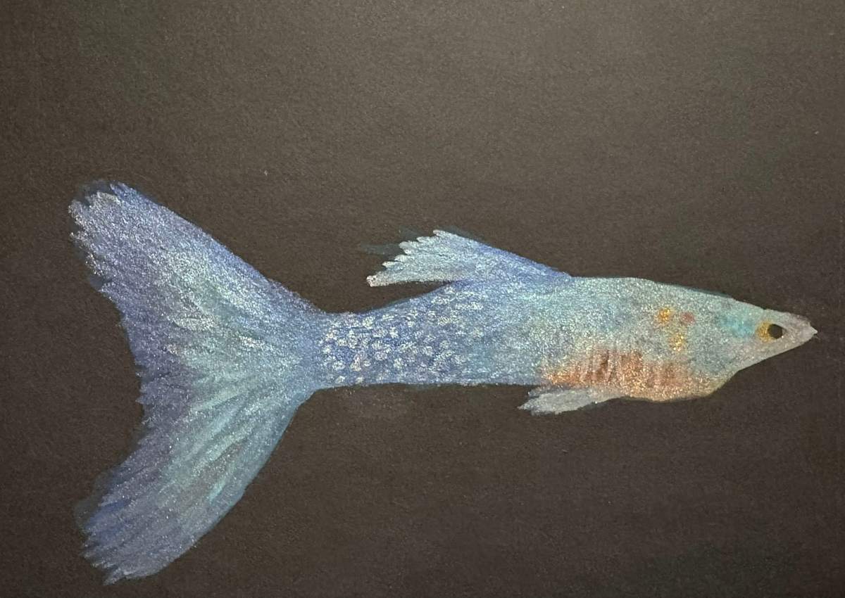 Blue Fancy Guppy by Mary O'Malley-Joyce 