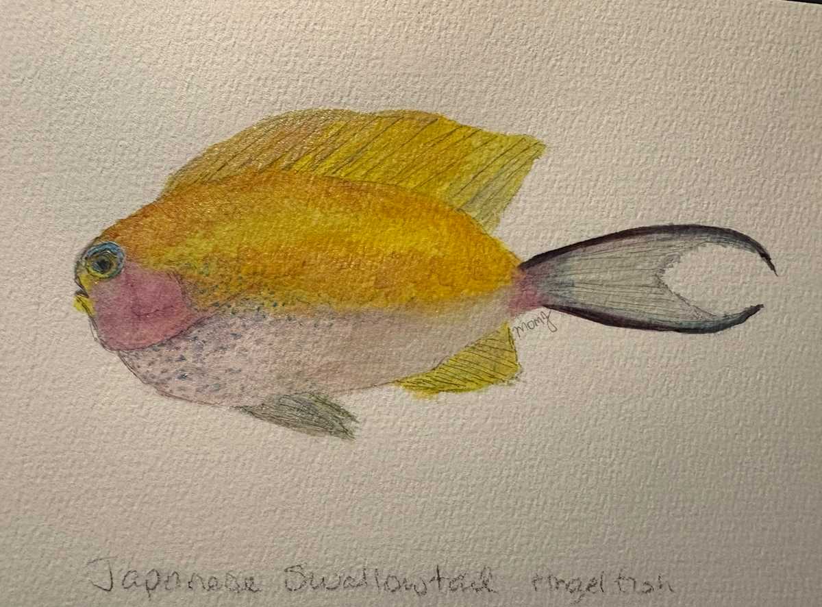 Japanese Swallowtail Angel Fish by Mary O'Malley-Joyce, Image 1.