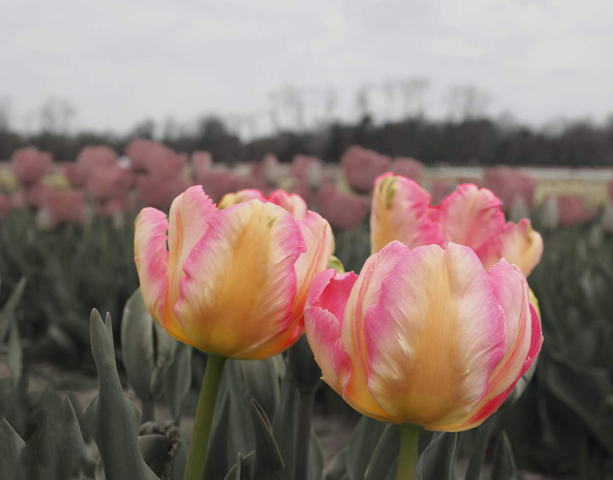 Tulip in Pink and Yellow by Mary O'Malley-Joyce, Image 1.