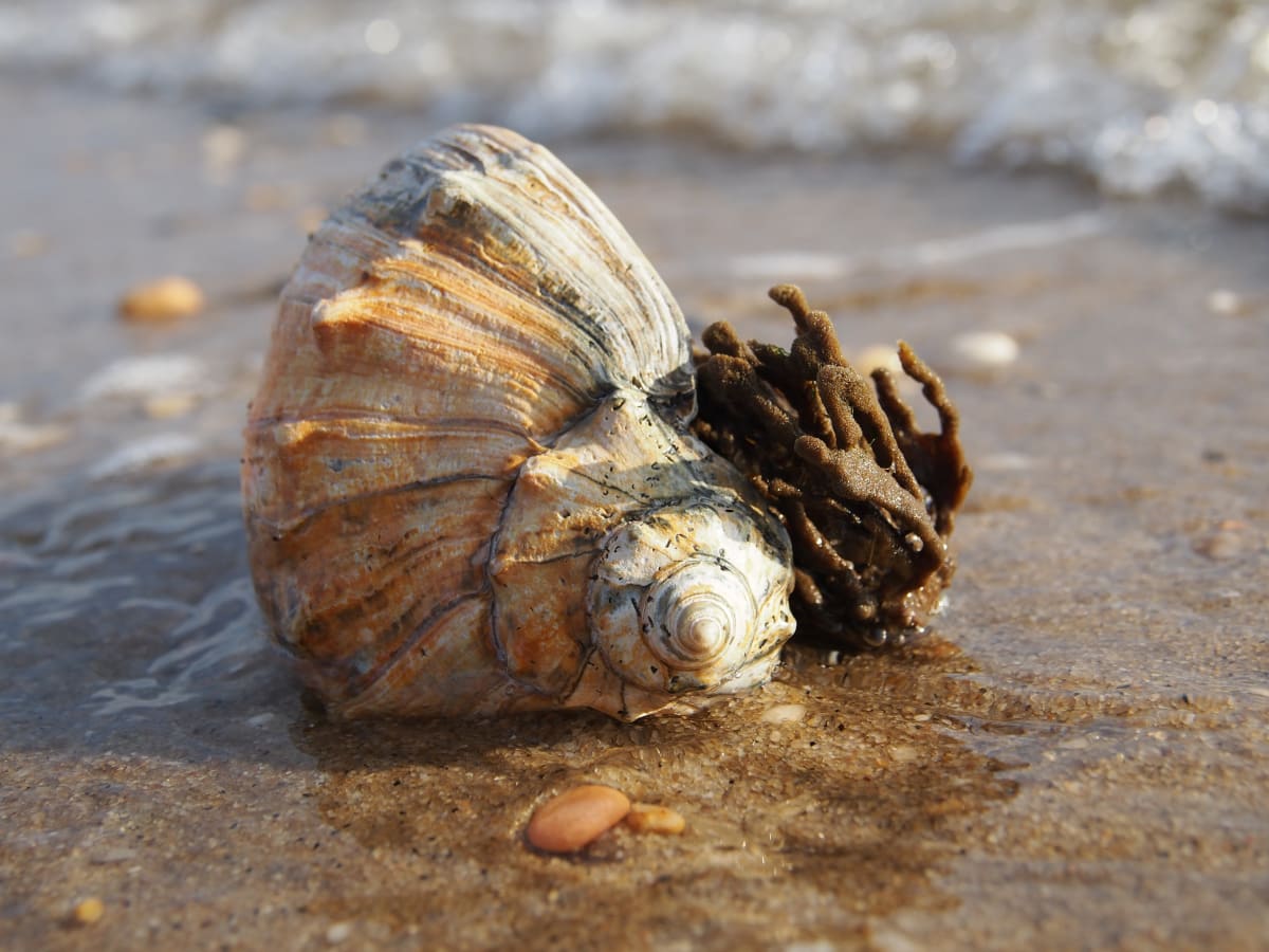 Shell with Seaweed 