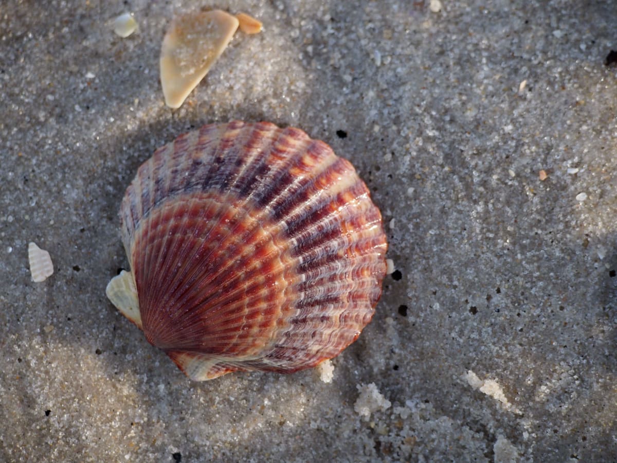 Scallop in Vivid Rust and Purple 