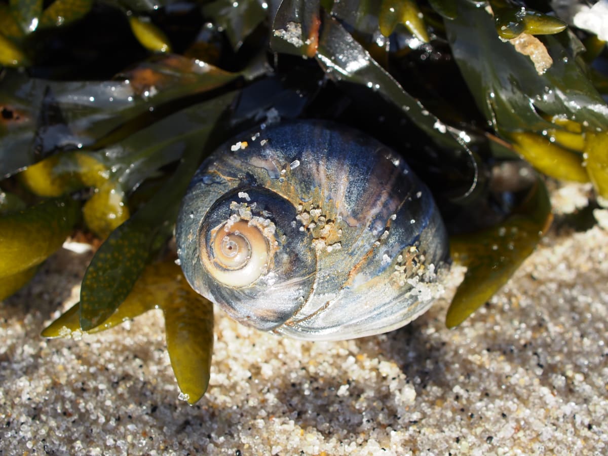 Blue Shell with Kelp, Image 1.