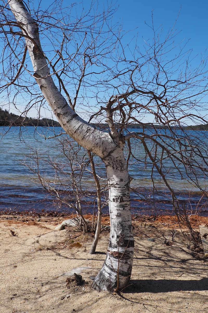 Wolfsboro Tree on Lake, Image 2.