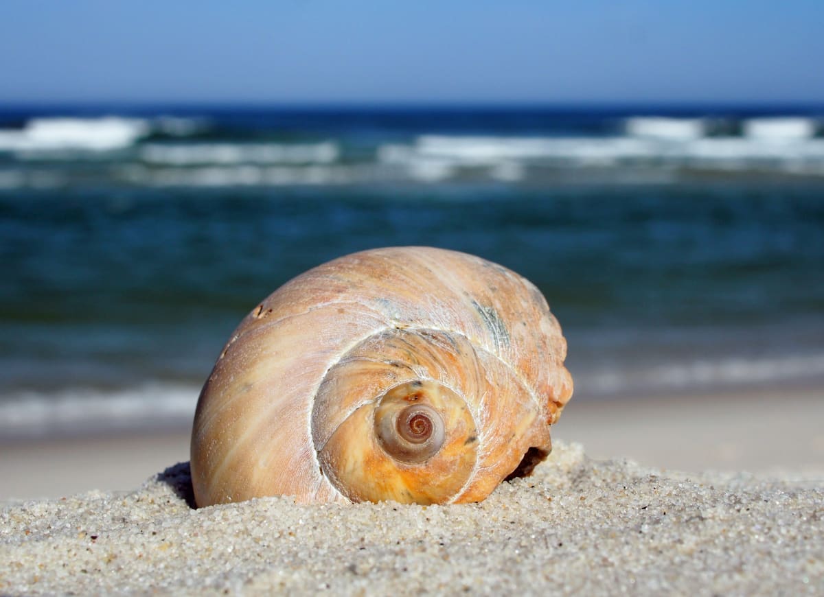 Island Beach State Park Treasure 