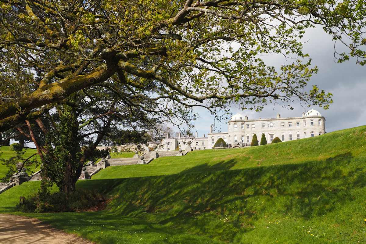 Powerscourt Tree by Mary O'Malley-Joyce, Image 1.