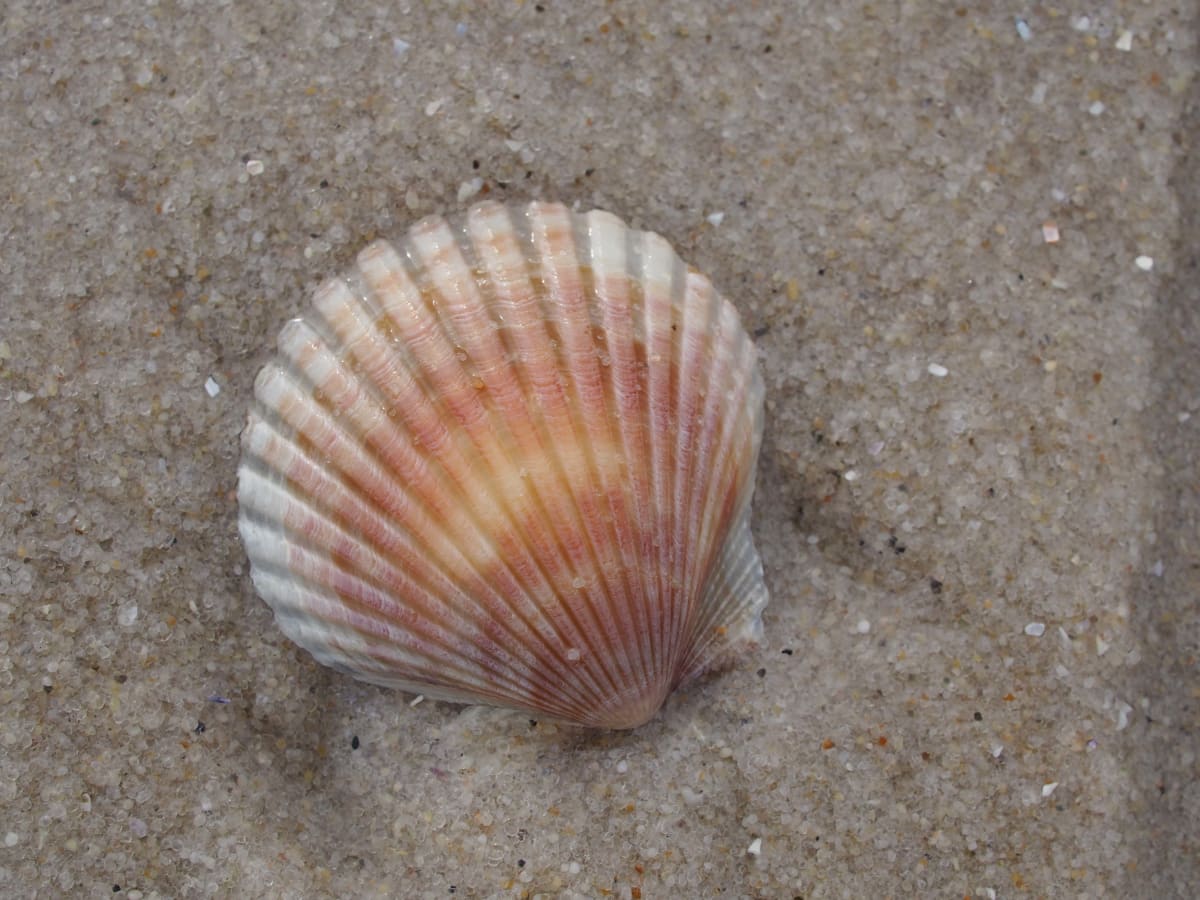 Scallop Shells - Warm Colors, Image 1.