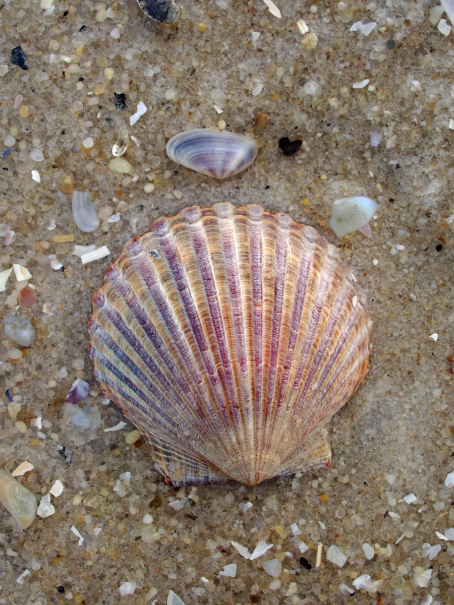 Scallop Shell with Coquina 