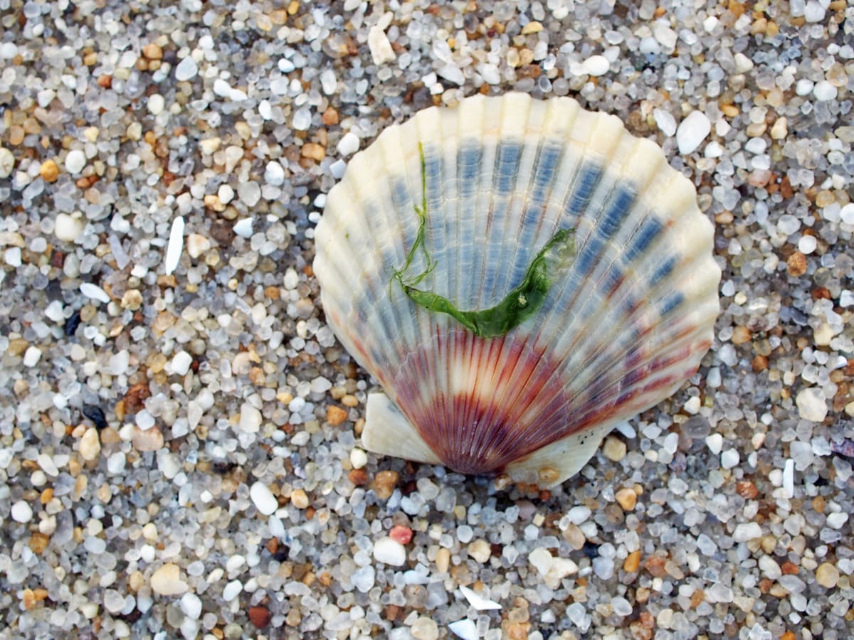 Scallop with Seaweed 