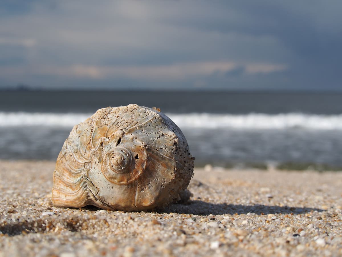 Storm at Sea with Shell 