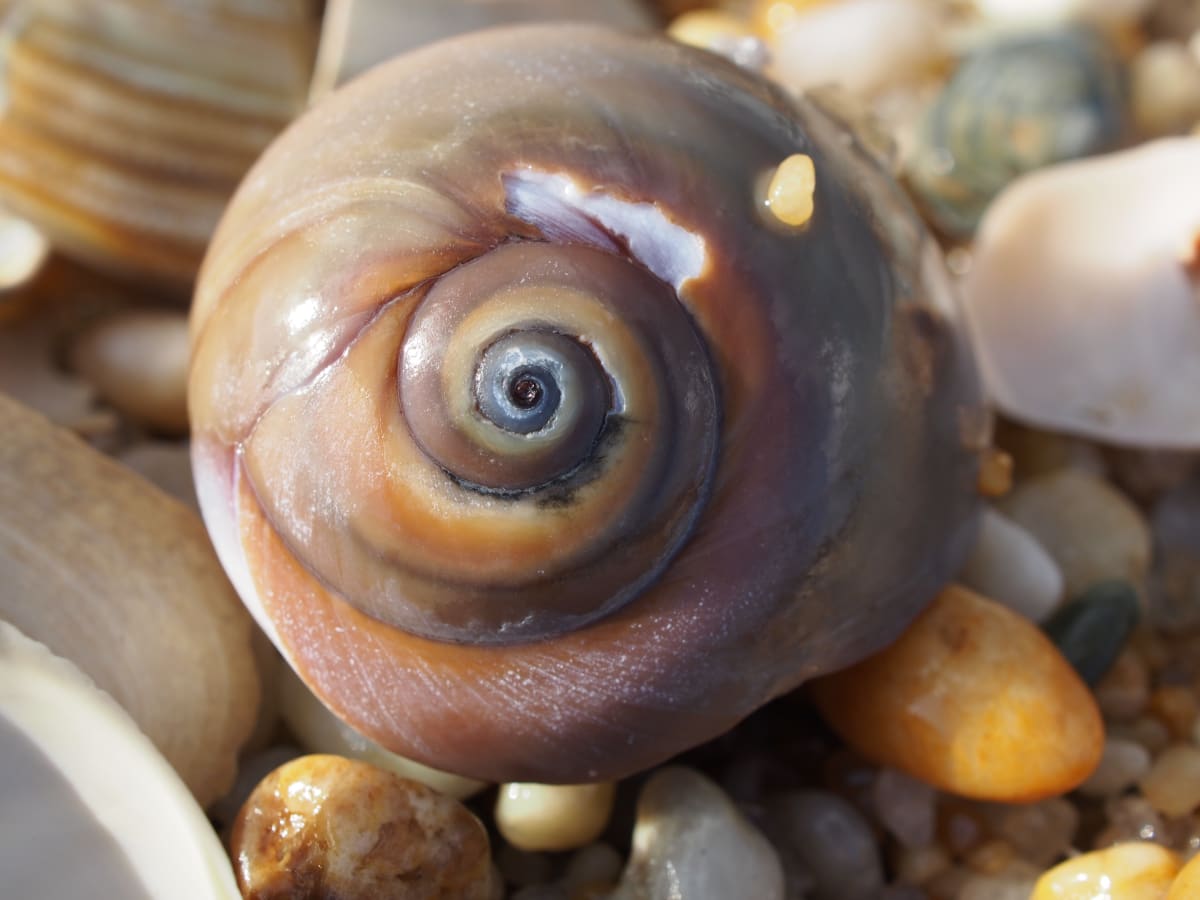 Colorful Moon Snail Shell, Image 1.