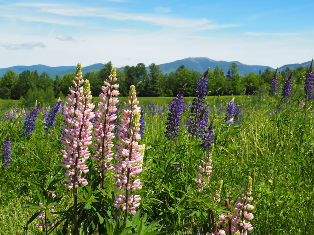 Lupines on Sugar Hill NH 