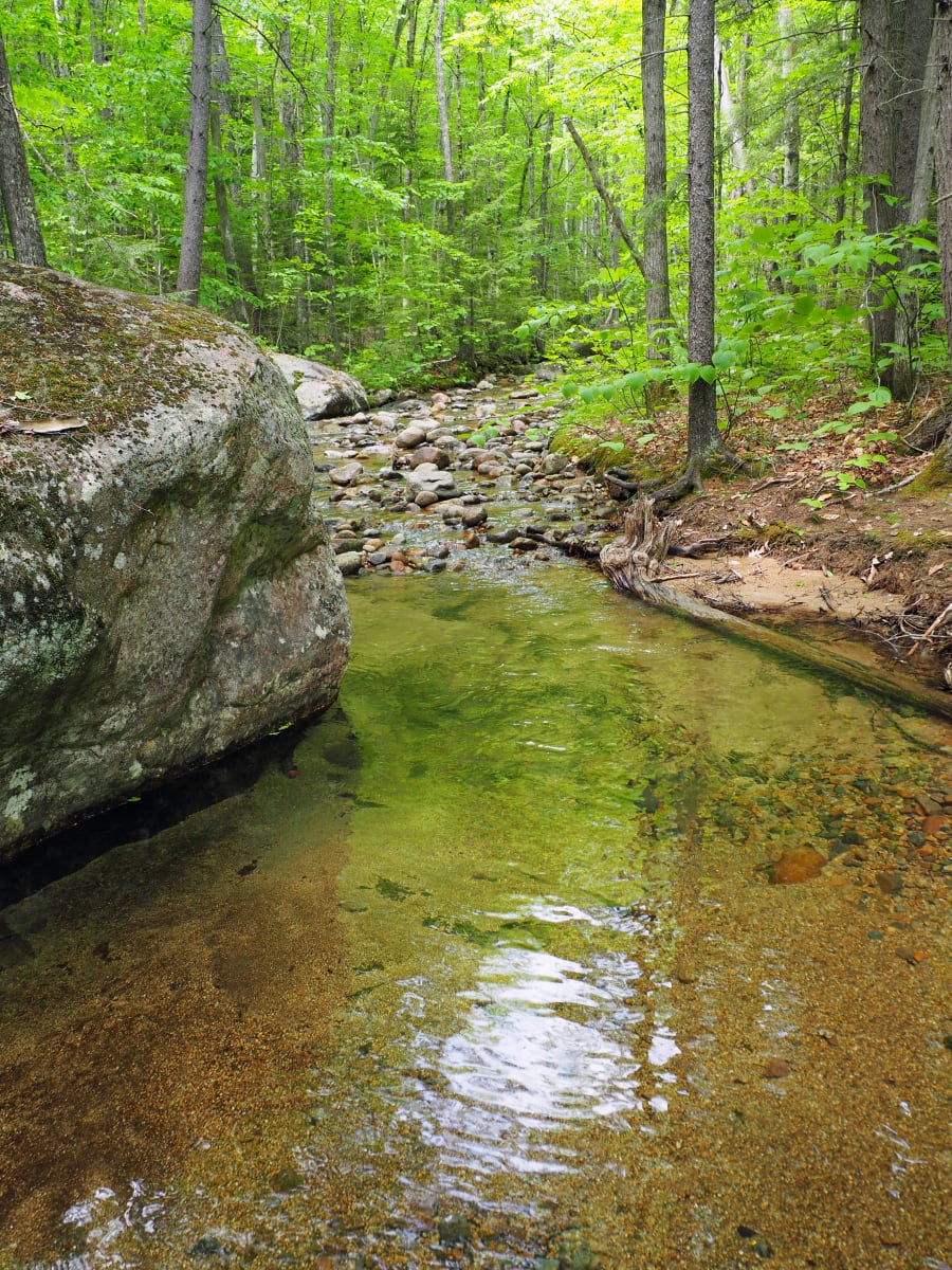 Lincoln Wood Trail, Image 1.