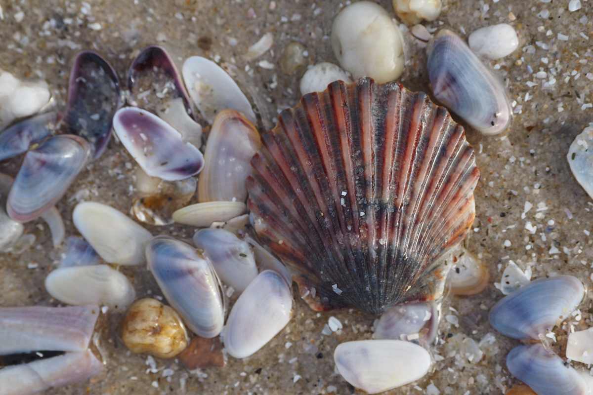Scallop and Coquinas by Mary O'Malley-Joyce, Image 1.