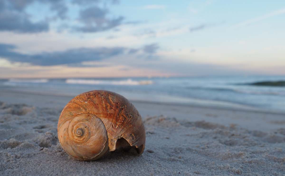 Moon Snail Shell at Dusk by Mary O'Malley-Joyce, Image 1.
