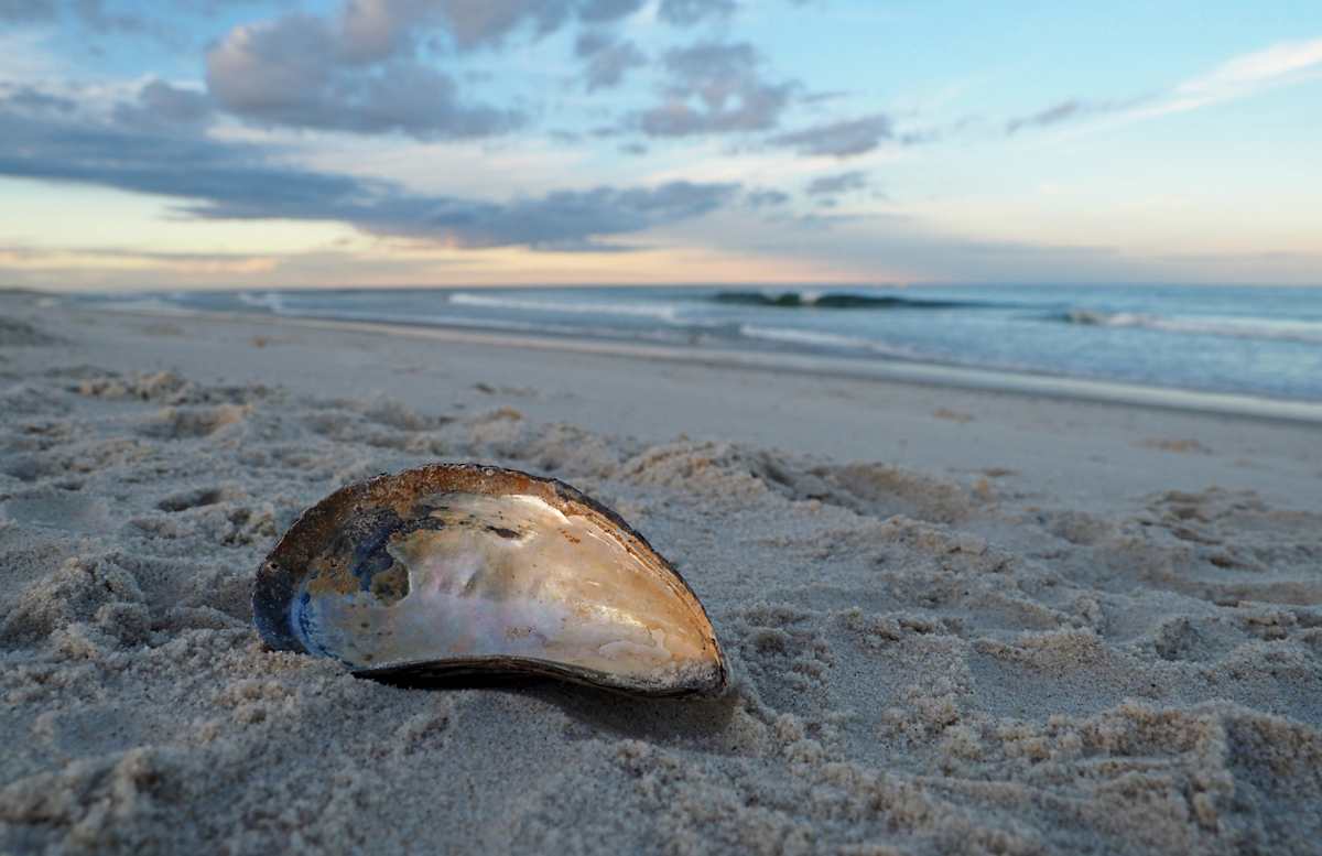 Mussel at Dusk by Mary O'Malley-Joyce, Image 1.