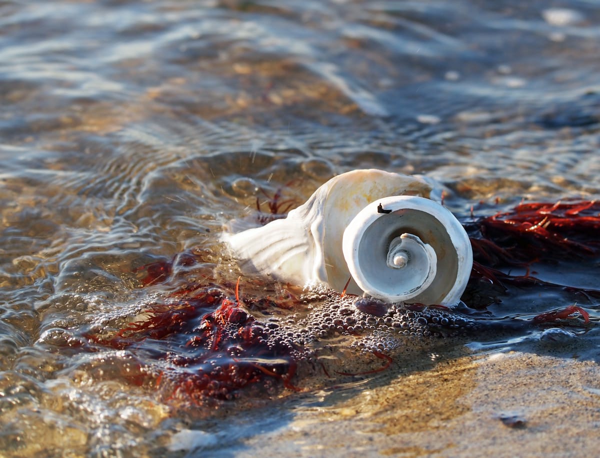 Spiral Shell with Red Sea Plant 