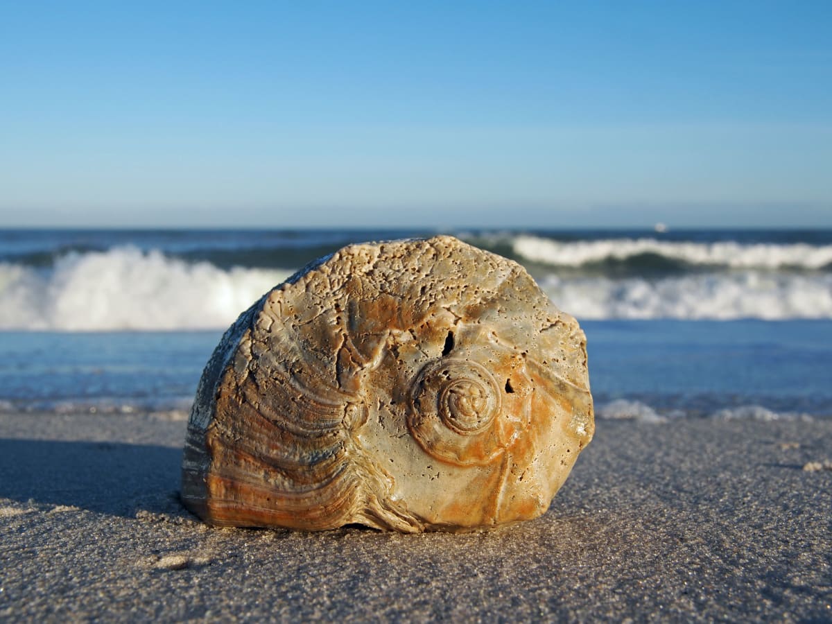 Whelk in the Golden Hour 