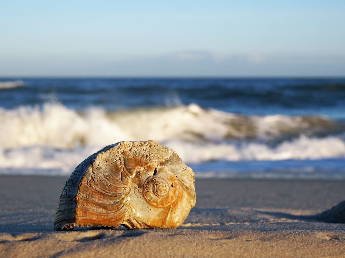 Whelk on the Beach 