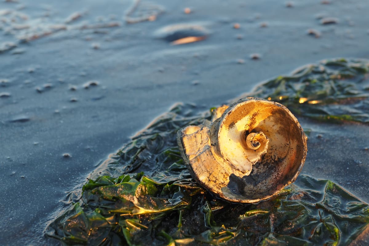 Fisherman 's Cove Shell at Sunset 
