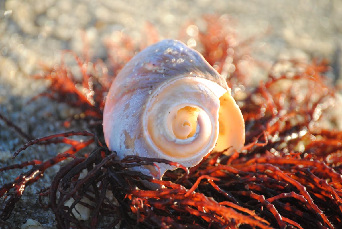 Shell Nestled in Seaweed 