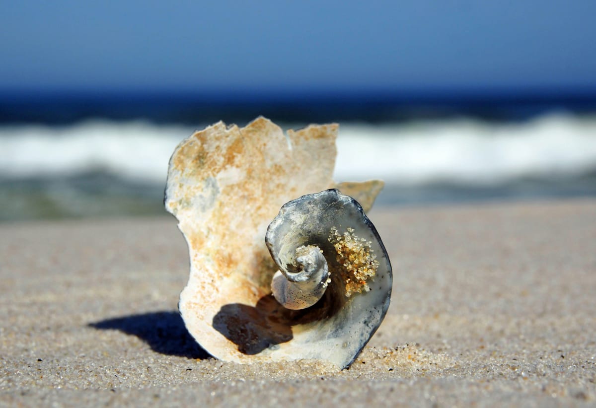 IBSP Shell Sculpture 