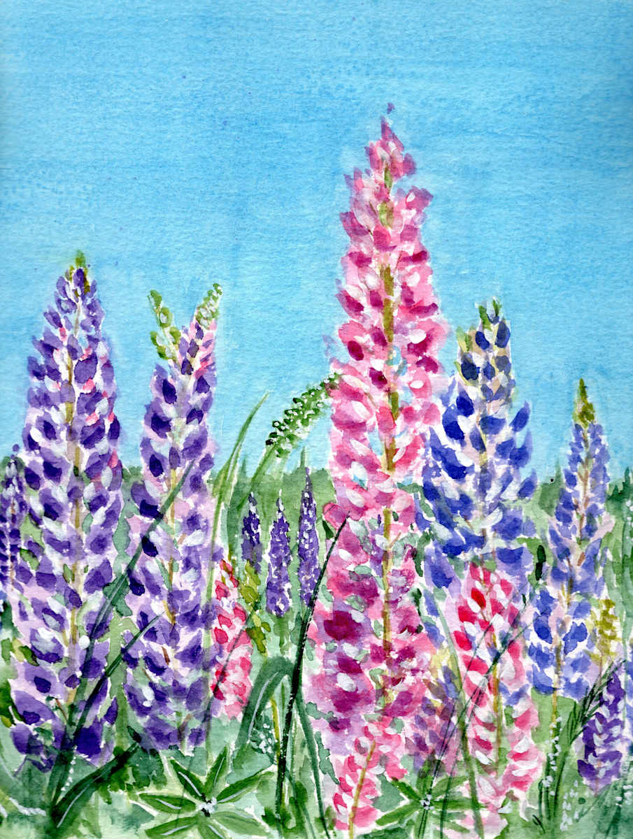 Garden of Lupins by Rosalynd Coulter Semple 