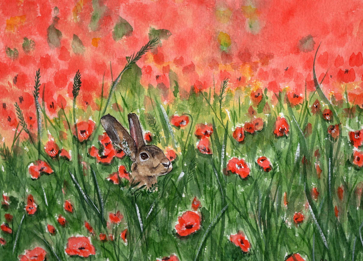 Poppies by Rosalynd Coulter Semple 