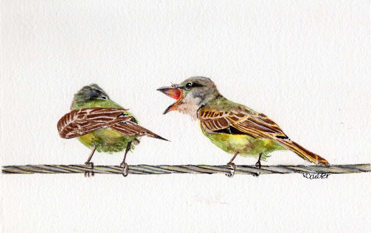 Squawk, Squawk, Squawk by Rosalynd Coulter Semple, Image 1.