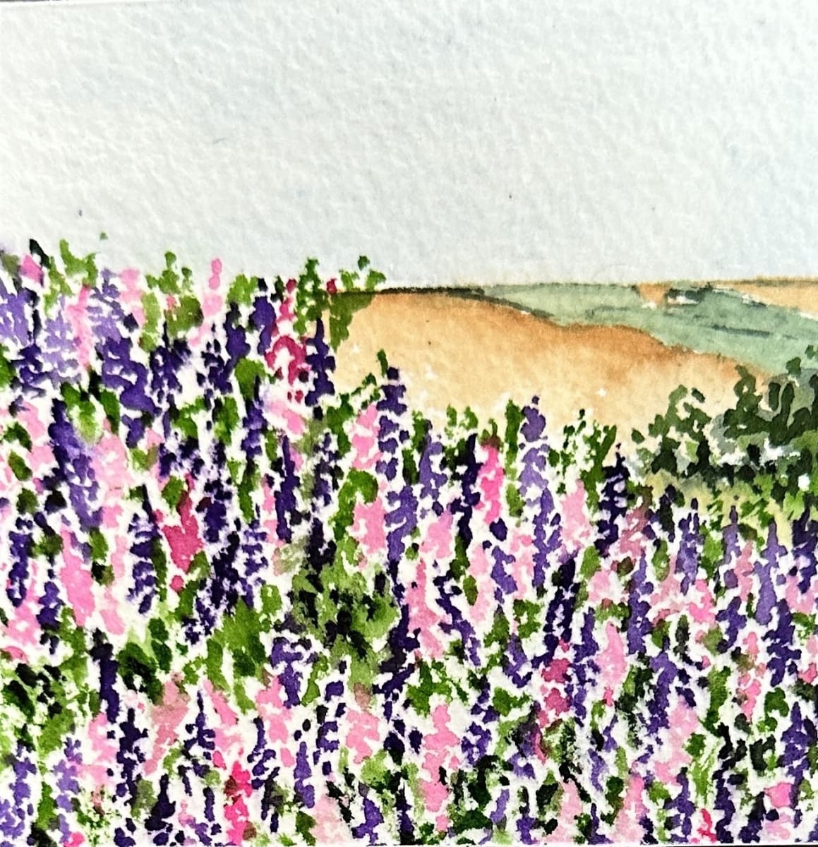 A Field of Lupins by Rosalynd Coulter Semple 
