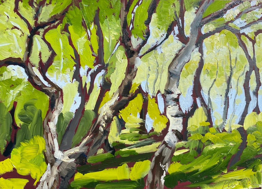 Silver poplars by Philine van der Vegte 