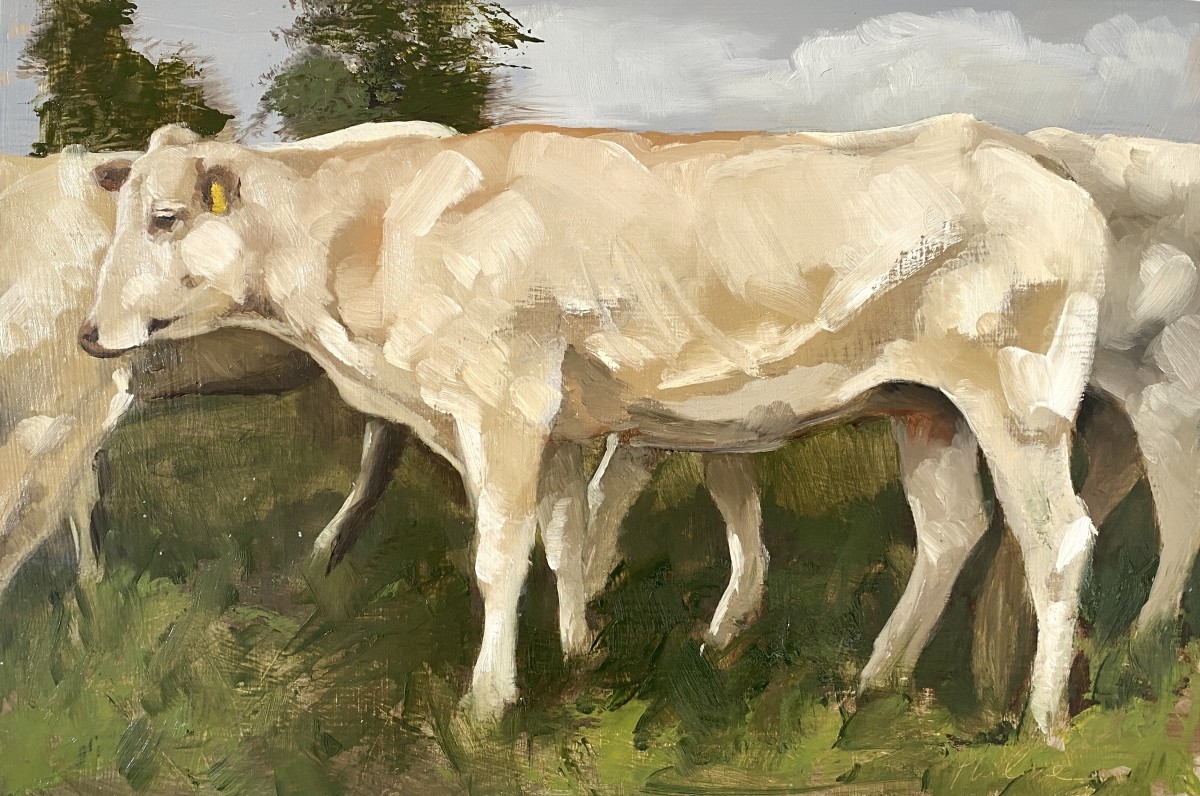Blonde d'Aquitaine herd by Philine van der Vegte 