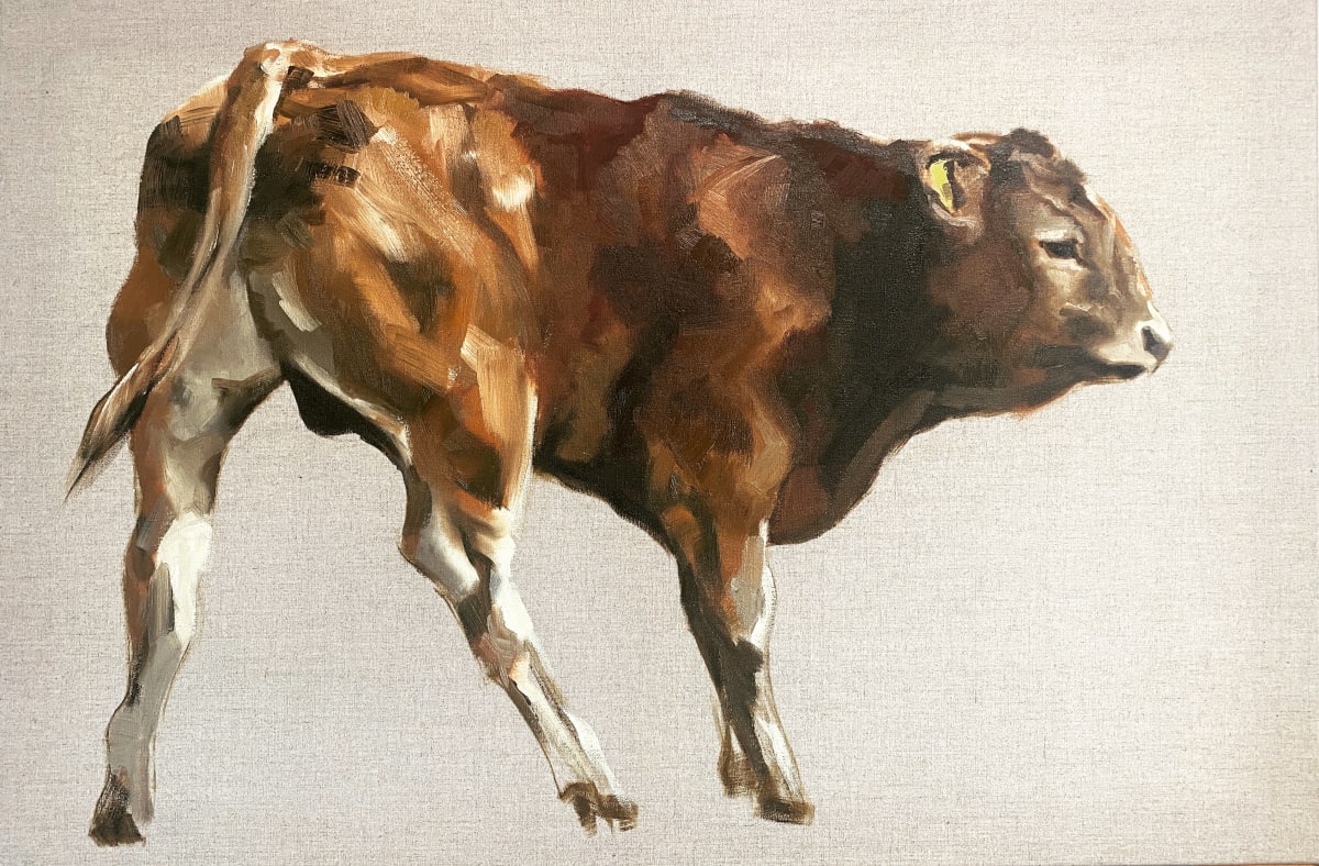 Limousin calf 