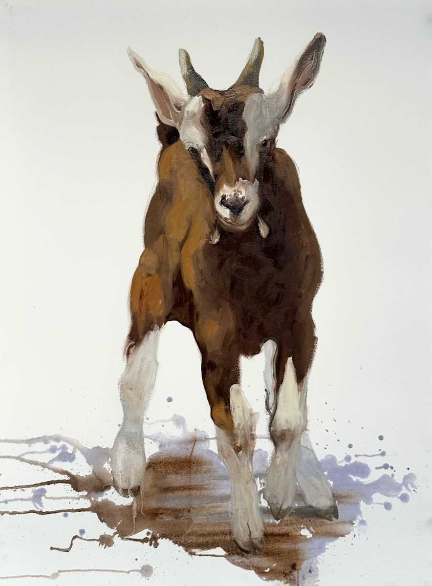 Toggenburg kid by Philine van der Vegte 