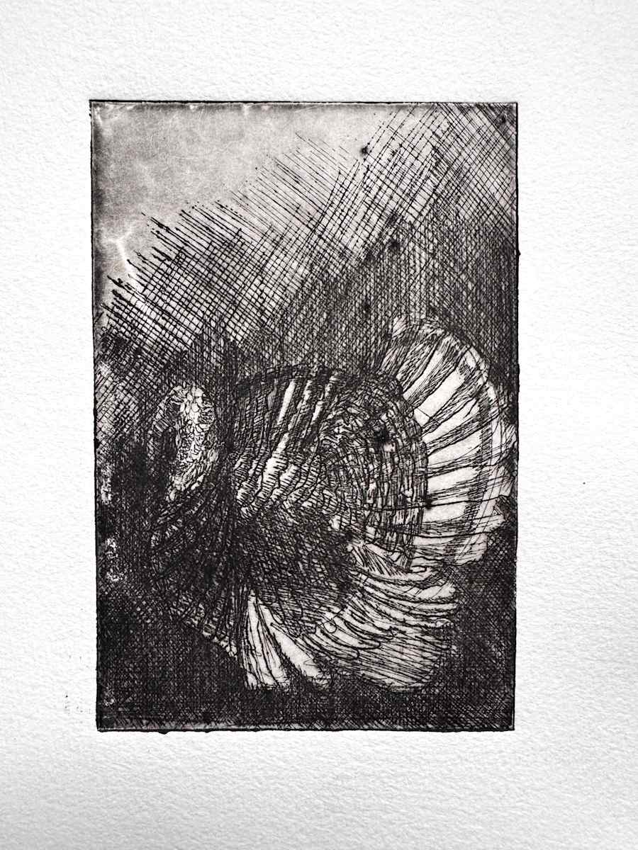 Kalkoenhaan by Philine van der Vegte, Image 2.
