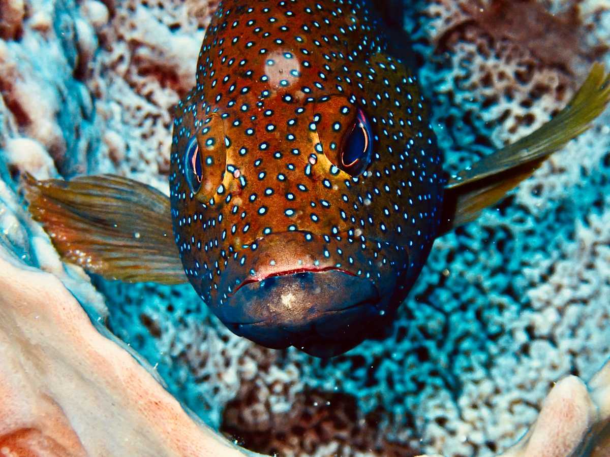Curious by DJ Kissinger, Image 1.