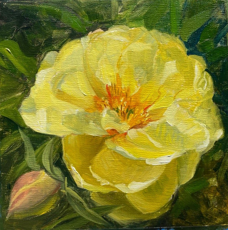 Lemon Joy by Mary Bryson  Image: A beautiful yellow peony glows in the sunshine