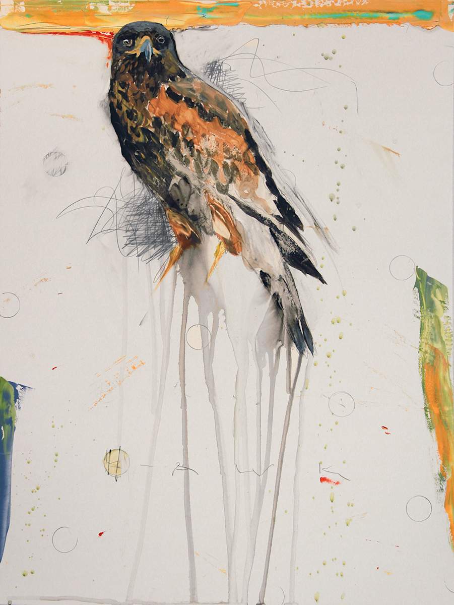 Hawk by Michael Dickter 