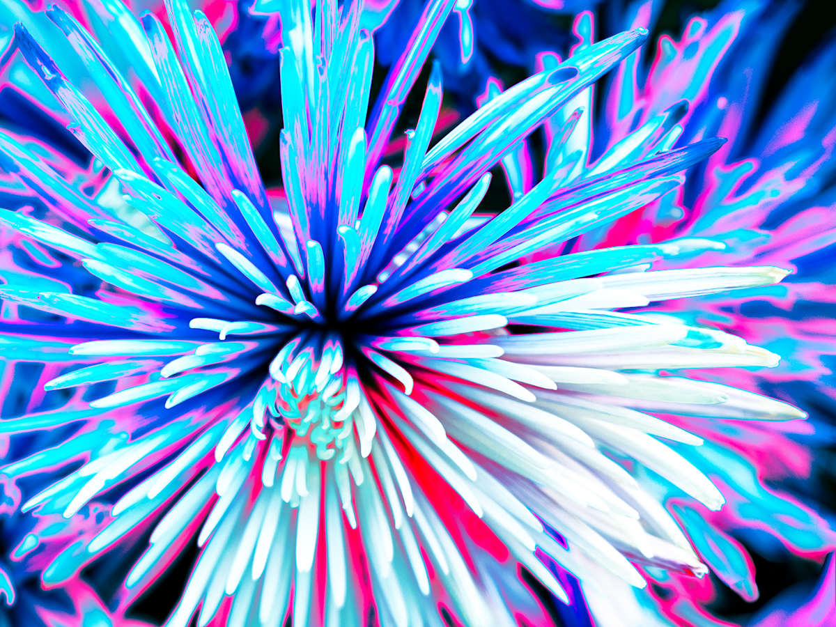 Aqua Nova by Pamela Beck 