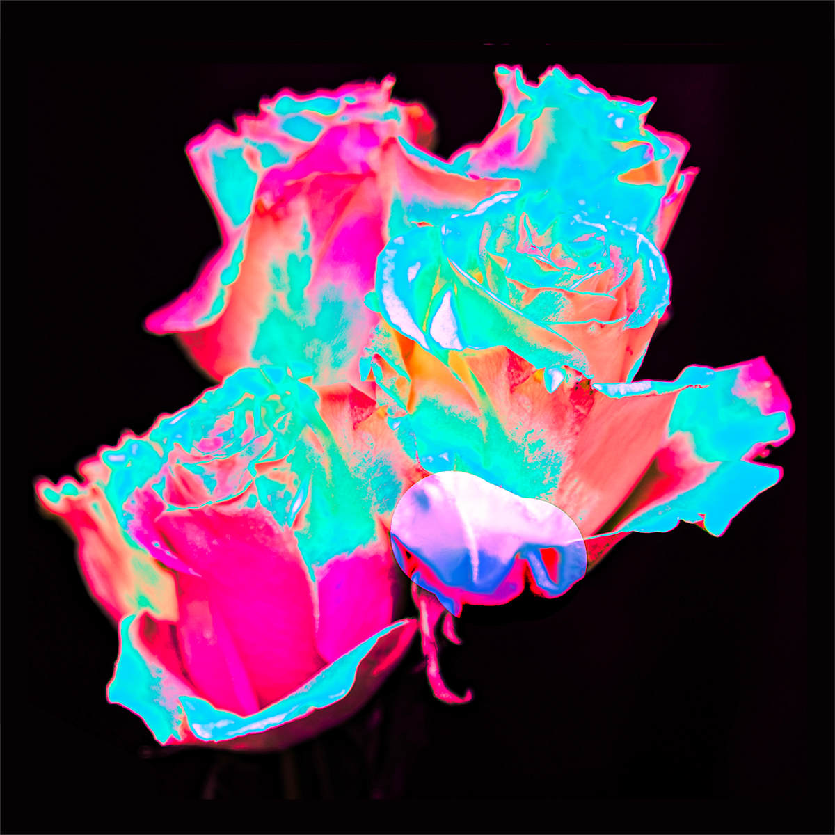 Celestial Roses, Turquoise by Pamela Beck 