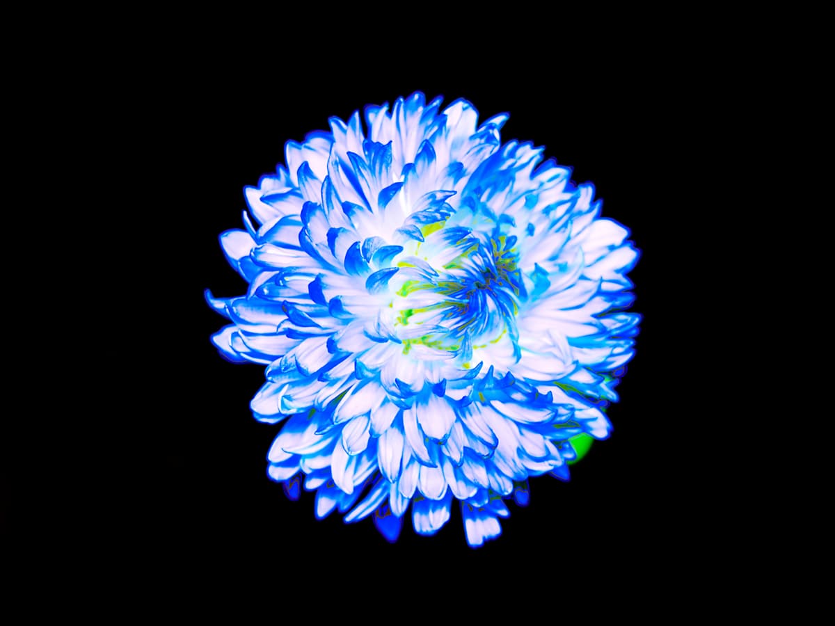 Space Bloom by Pamela Beck 