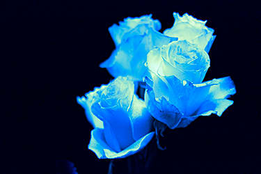 Celestial Roses, Aqua by Pamela Beck, Image 5.