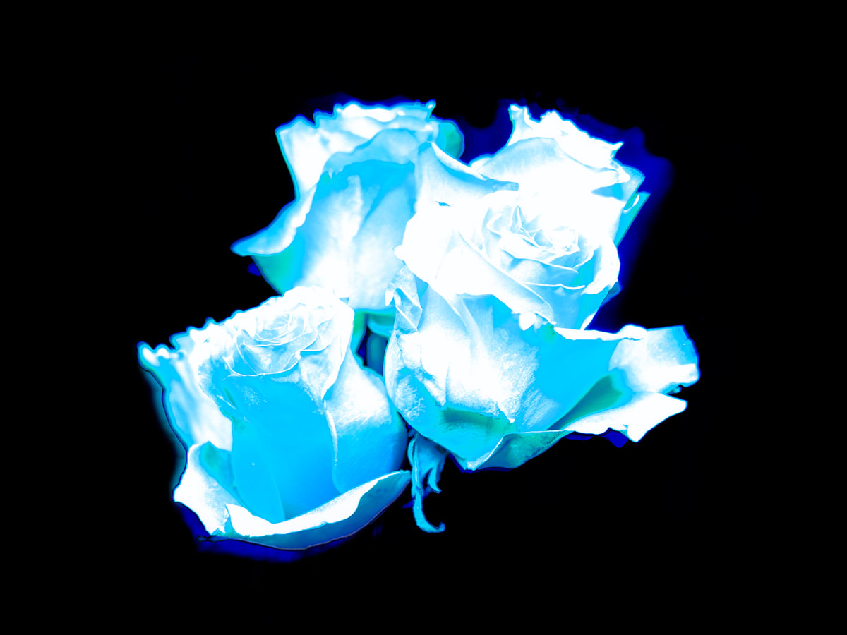 Celestial Roses, White by Pamela Beck 