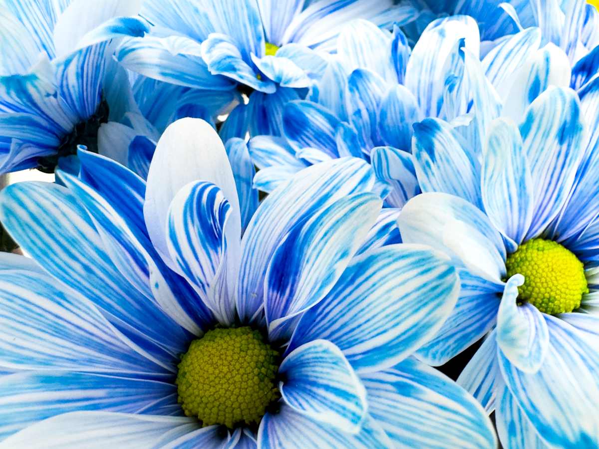 Daisyland by Pamela Beck 