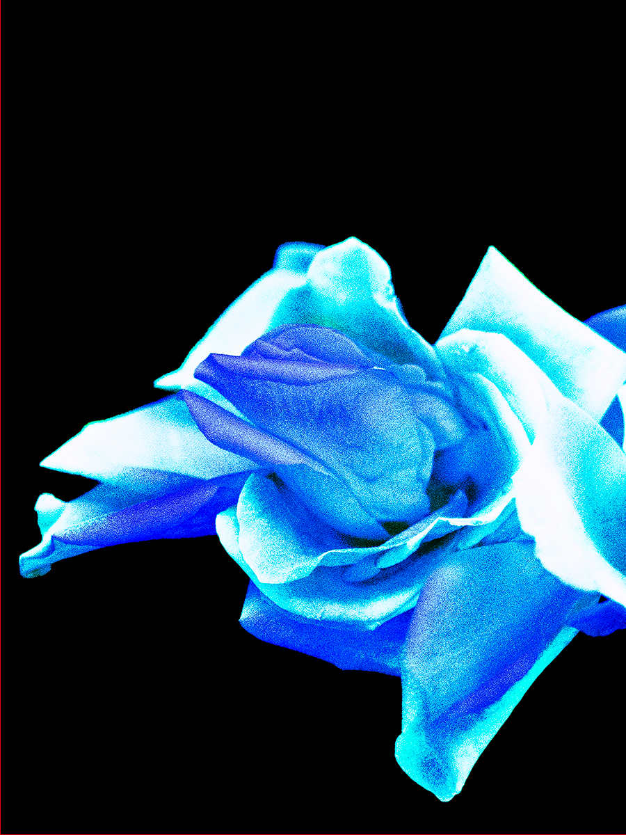 Ethereal Roses, 2 by Pamela Beck 