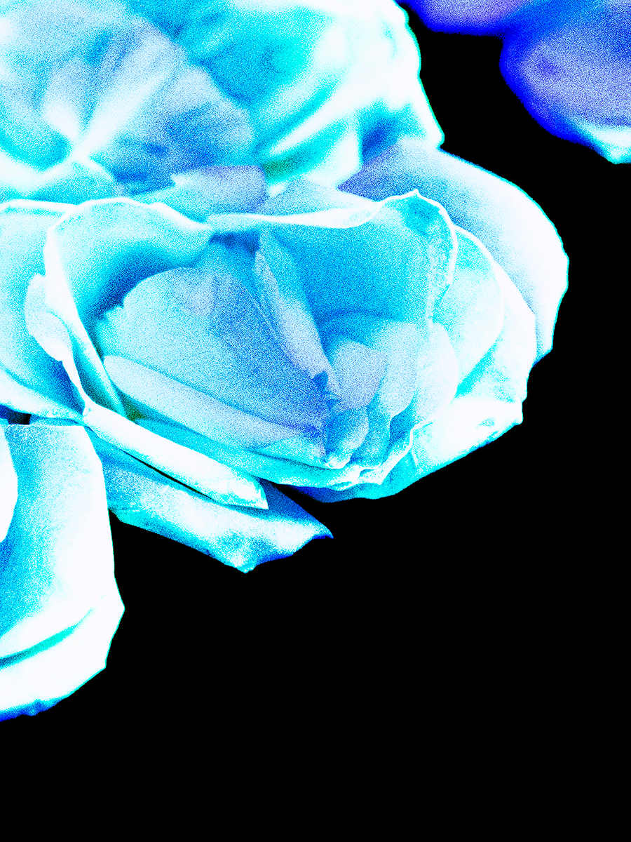 Ethereal Roses, 4 by Pamela Beck 