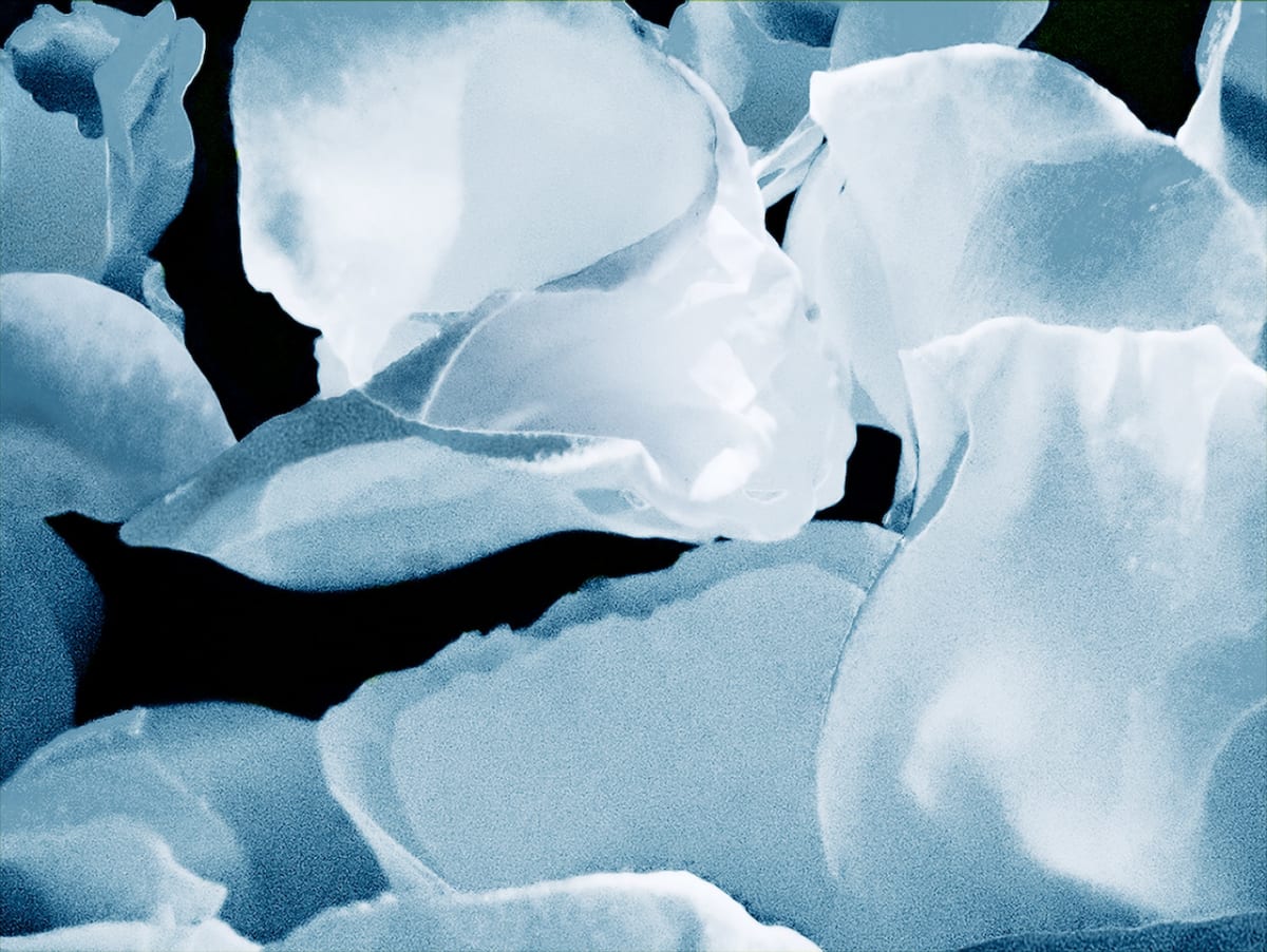 Silver Bells and Cockle Shells by Pamela Beck, Image 1.